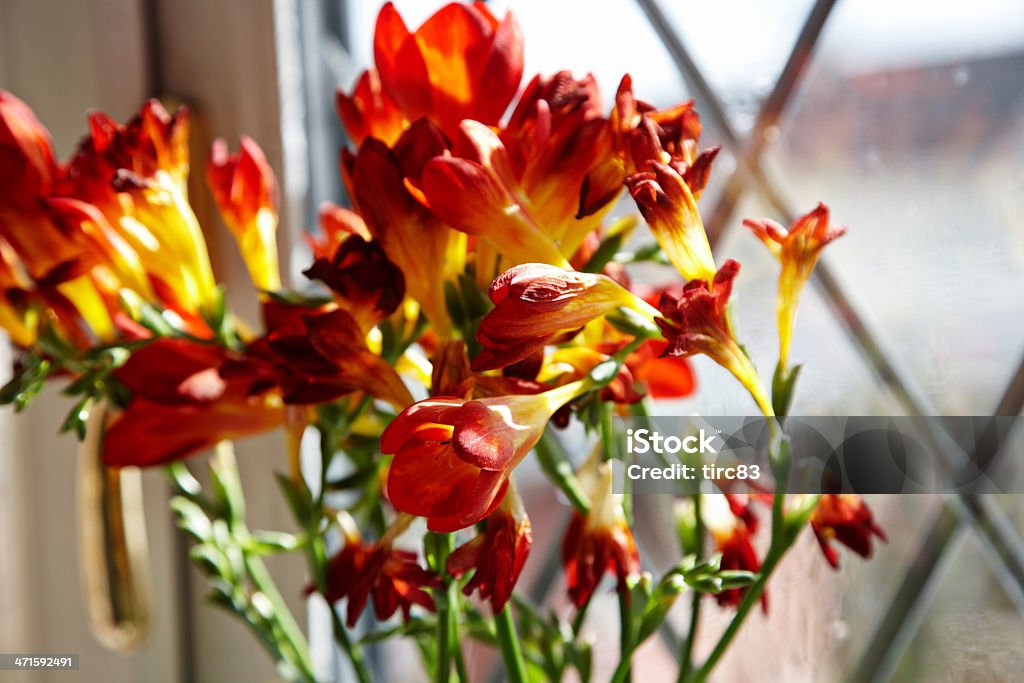 Cores vibrantes flores em vaso de - Foto de stock de Amarelo royalty-free