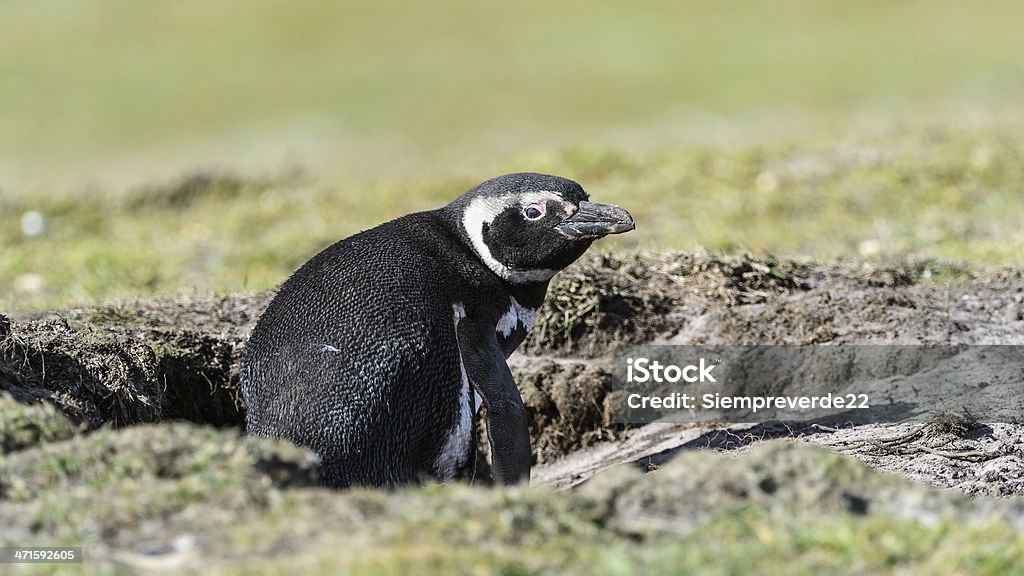Pinguim-de-Magalhães sentado em um hall. - Royalty-free Animal Foto de stock