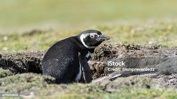 Pinguimdemagalhães Sentado Em Um Hall - Fotografias de stock e mais imagens de Animal - Animal, Antártida, Ao Ar Livre