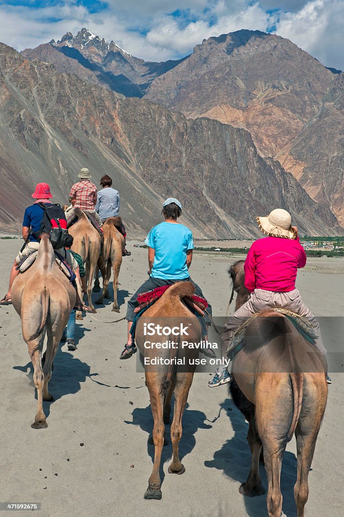 Valle di Nubra equitazione cammello nel deserto dell'India - Foto stock royalty-free di Adulto