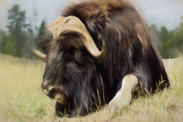 istock Digital art, artistic composition paint, Wild American Bison 471593078