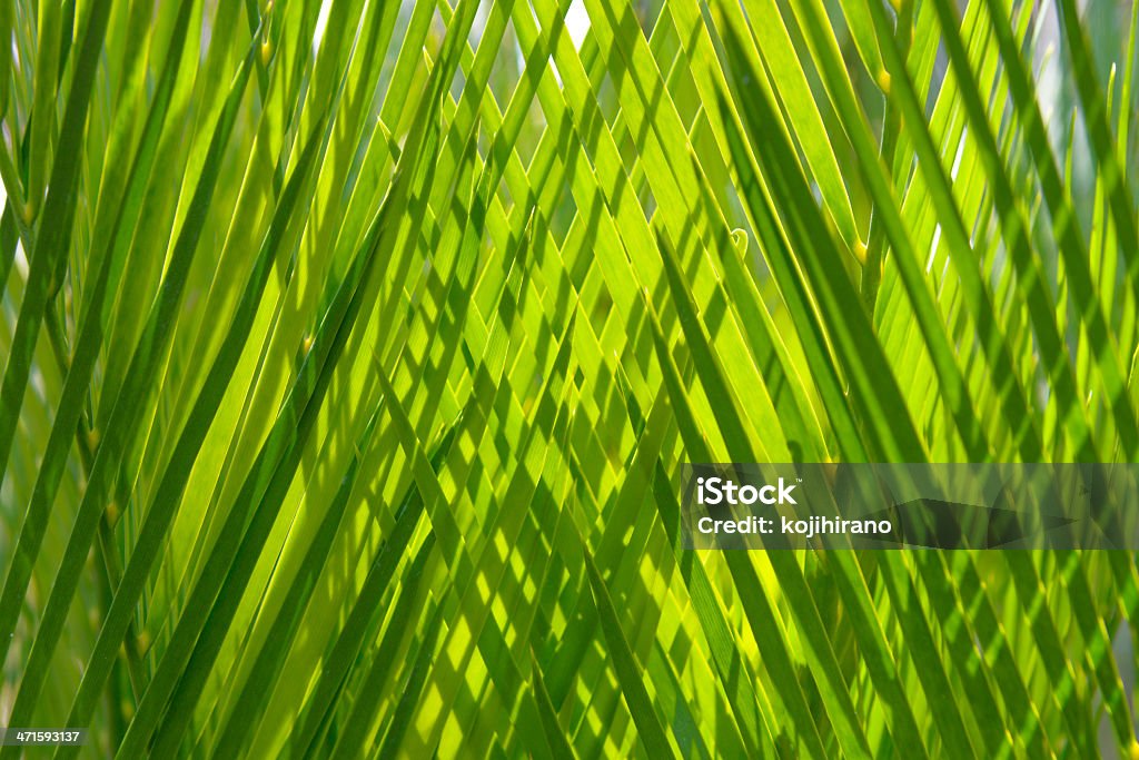 Palm листьев - Стоковые фото Абстрактный роялти-фри
