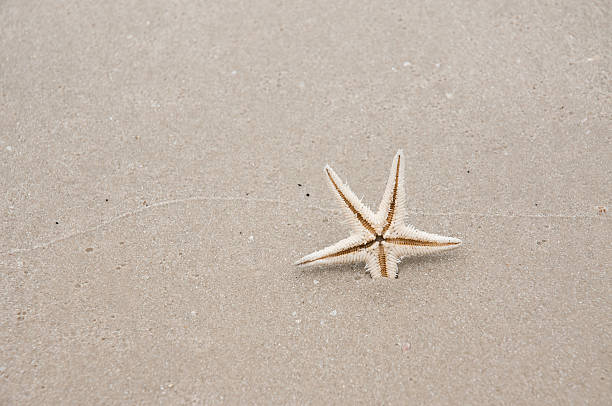 istock Close-up of starfish on sand 471593425