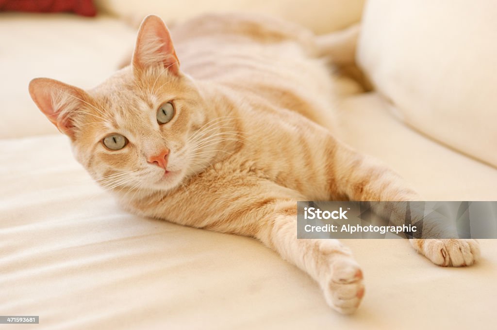 Gato atigrado pálido relajante - Foto de stock de Acostado libre de derechos