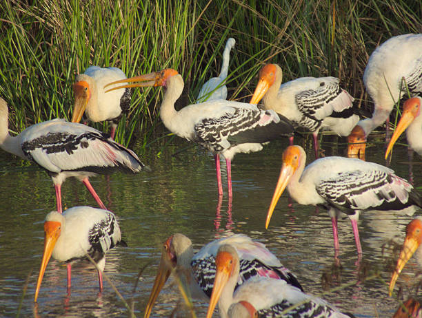 istock Flock of Painted Stork Feeding Intensely 471593778
