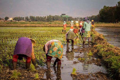 Inle lake, Myanmar - March 24, 2015: Group of women working in a rice field in a sunny warm day.