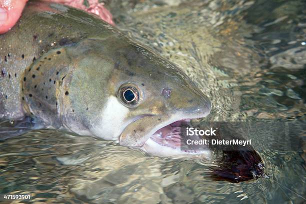 Flyfisherman 쥠 A Huchen 물고기에 대한 스톡 사진 및 기타 이미지 - 물고기, 강, 근거리 초점