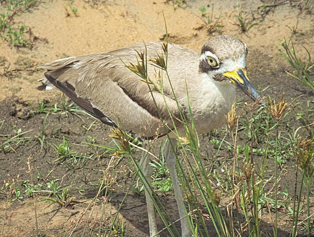 istock Great Stone Curlew, or 