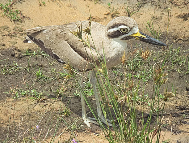 istock Great Stone Curlew, or 