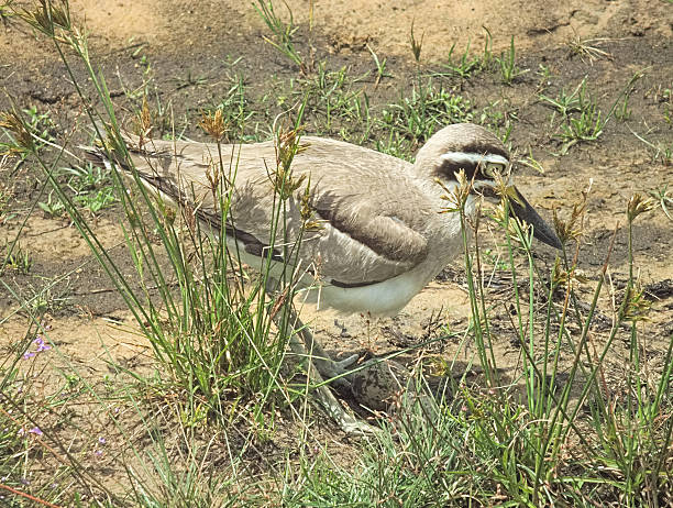 istock Great Stone Curlew, or 