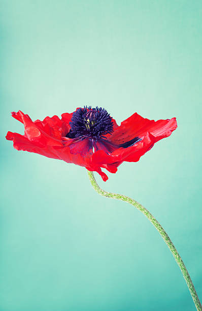 istock An opened out red poppy flower on a green background 471594131