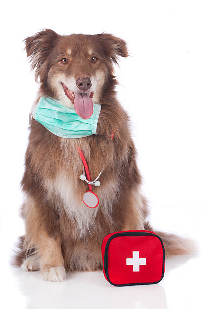 istock Australian shepherd dog with emergency kit isolated 471594226