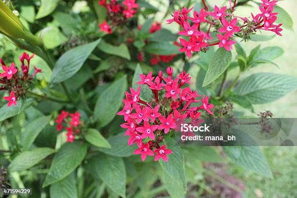 Pink Kleine Blumen Stockfoto und mehr Bilder von Asien - Asien, Bildschärfe, Blatt - Pflanzenbestandteile