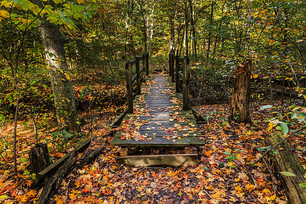 Wooden Bridge with Fals color stock photo