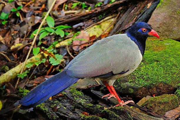 Coral-billed Ground-Cuckoo stock photo