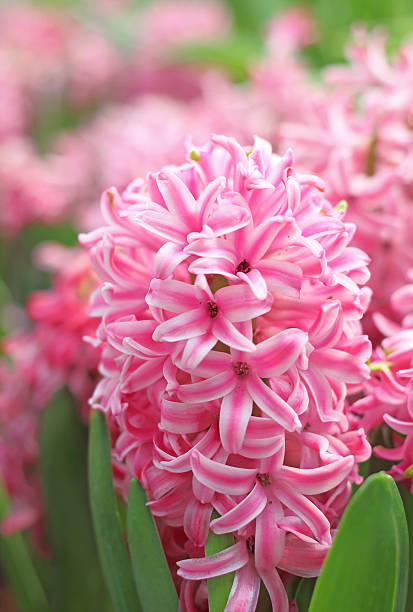 istock Pink hyacinth in a garden 471594815