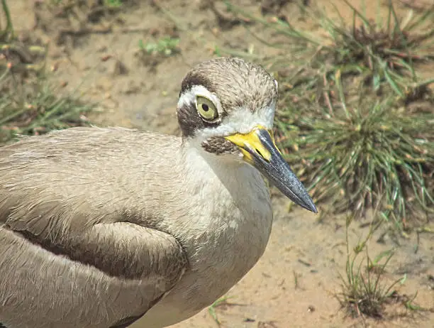 A Thick-knee tries to lure intruders away from its eggs by pretending to have a broken wing and trying to tempt the intruder to try to follow it - away from the eggs lying on the ground near some grasses.