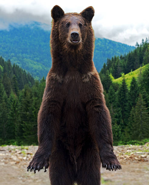 istock Brown bears in the Carpathians. 471594905
