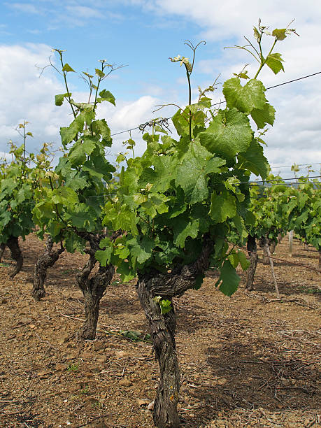 Blanco Chenin vineyard después blossoming, Layon, Francia - foto de stock