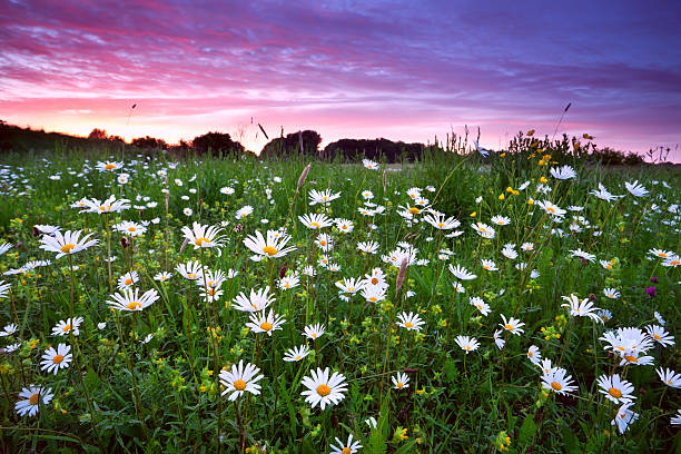 istock many camomile flowers at dramatic sunset 471595193