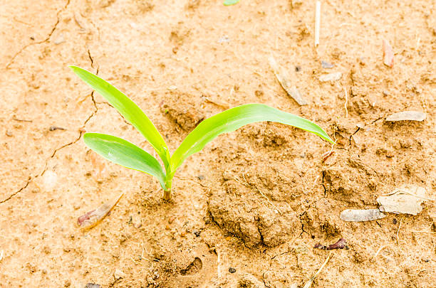 istock drought field, dry land 471595261