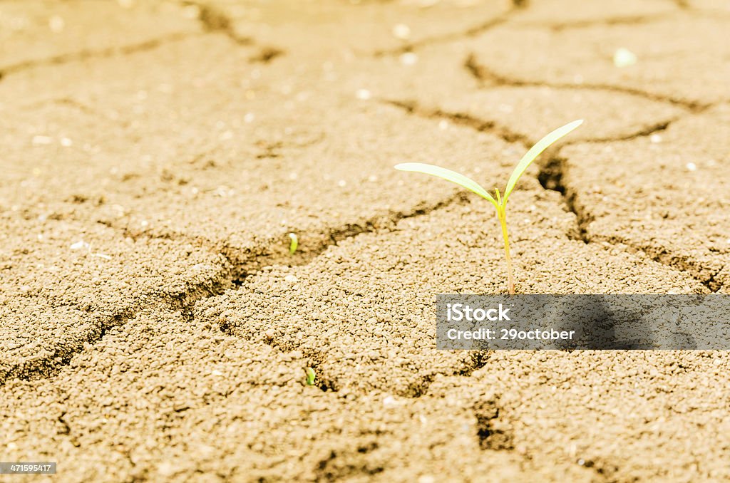 Seca campo, terra firme - Foto de stock de Agricultura royalty-free