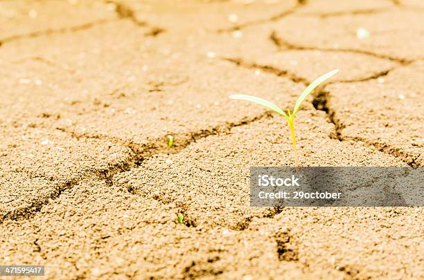 Foto de Seca Campo Terra Firme e mais fotos de stock de Agricultura - Agricultura, Arrozal, Cena Rural