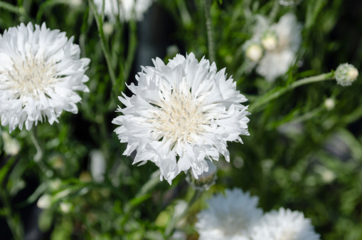 White cornflowers in a garden in Yokohama, Japan. The language of the flower is \