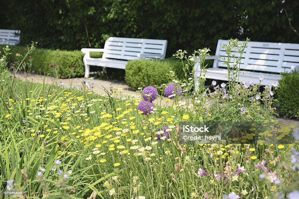 Jardim com Camomila Amarela (Anthemis tinctoria) - Foto de stock de Amarelo royalty-free