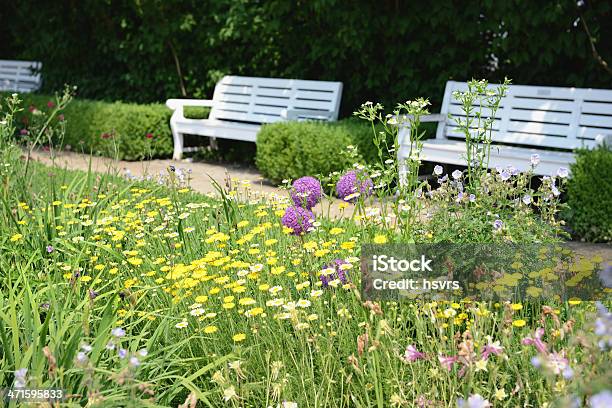 Foto de Jardim Com Camomila Amarela e mais fotos de stock de Amarelo - Amarelo, Arbusto, Banco de Parque