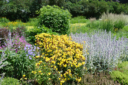 Flowerbed in a garden with plants of Stachys byzantina (Lamb's Ear), blue cranesbills (Geranium) and yellow evening primrose (Oenothera)