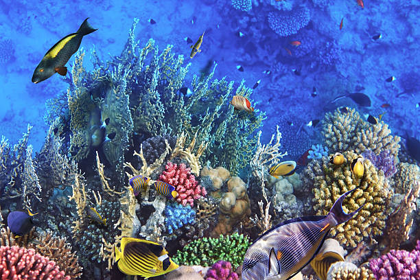 istock Coral and fish in the Red Sea.Egypt 471595951