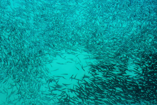 background of shoal in a turquoise sea
