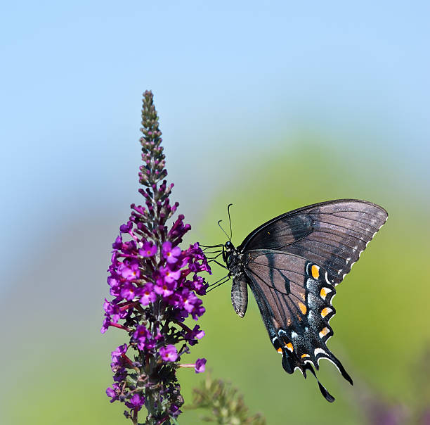 Eastern Tiger Swallowtail butterfly (Papilio glaucus) Eastern Tiger Swallowtail butterfly (Papilio glaucus) feeding on purple butterfly bush flowers. Copy space. buddleia blue stock pictures, royalty-free photos & images