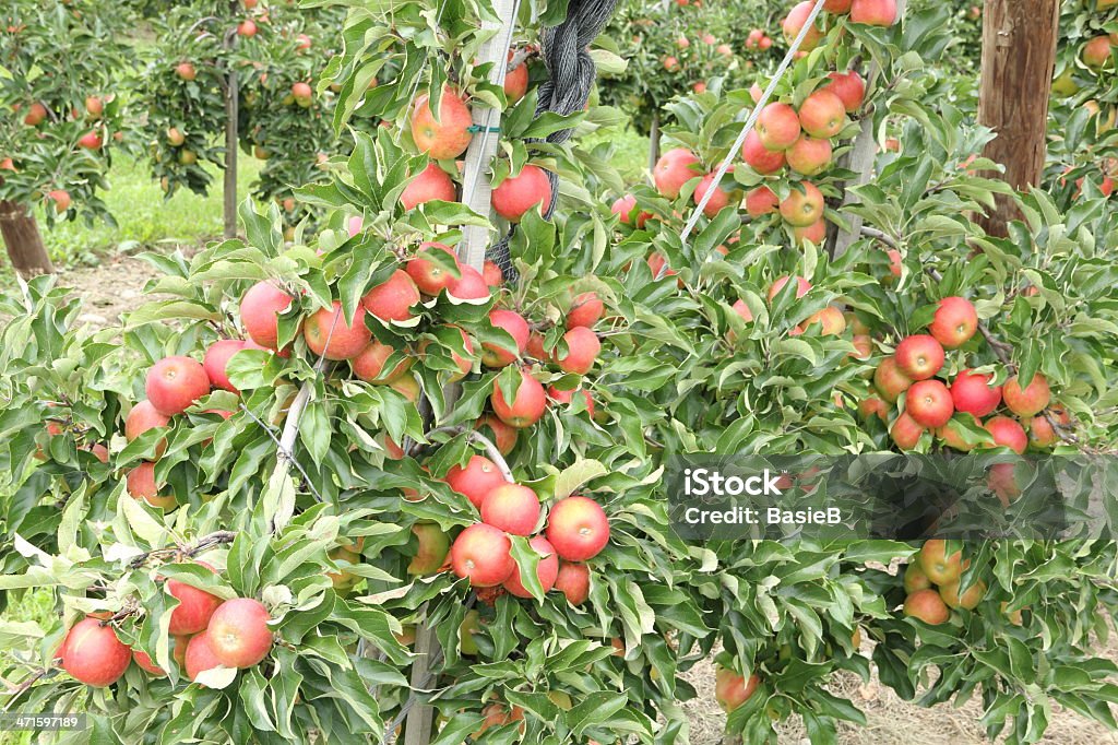 Apple orchard mit Hagel Schutz nets - Lizenzfrei Apfel Stock-Foto