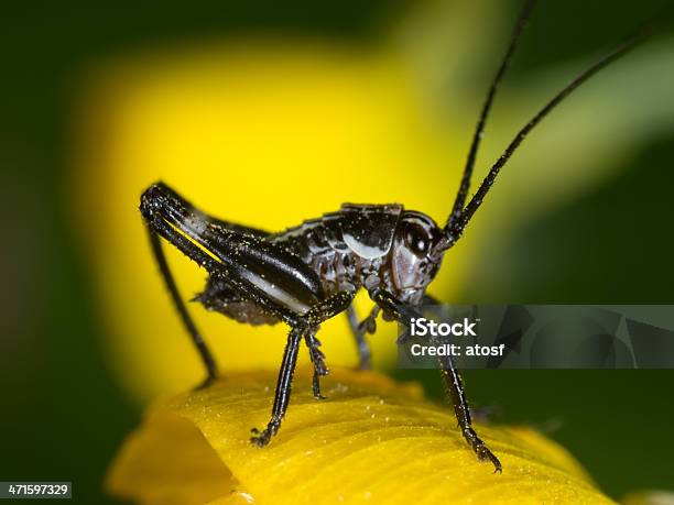 Gafanhotos - Fotografias de stock e mais imagens de Acrididae - Acrididae, Animal, Artrópode