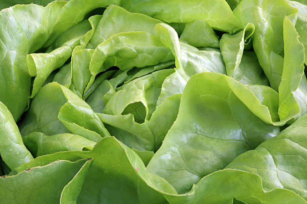 istock Lettuce XXXL 471597349