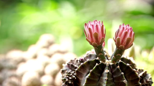 Gymnocalycium cactus flower.