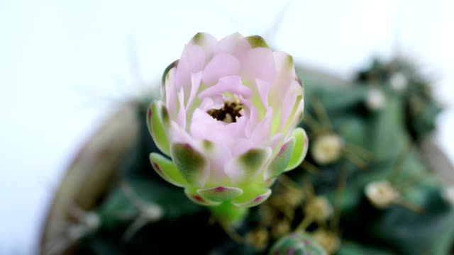 Time-lapse Opening Gymnocalycium flower buds.