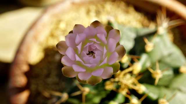 Time-lapse Opening Gymnocalycium flower buds.