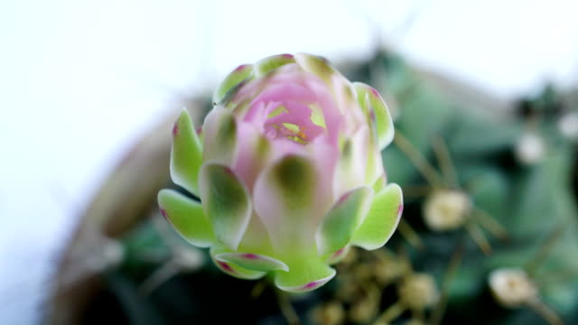 Time-lapse closing Gymnocalycium flower buds.