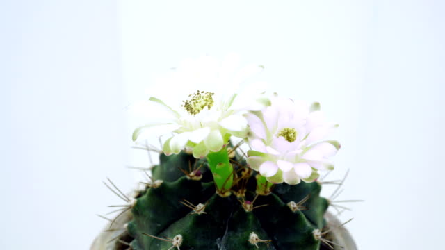 Time-lapse closing Gymnocalycium flower buds on white background.
