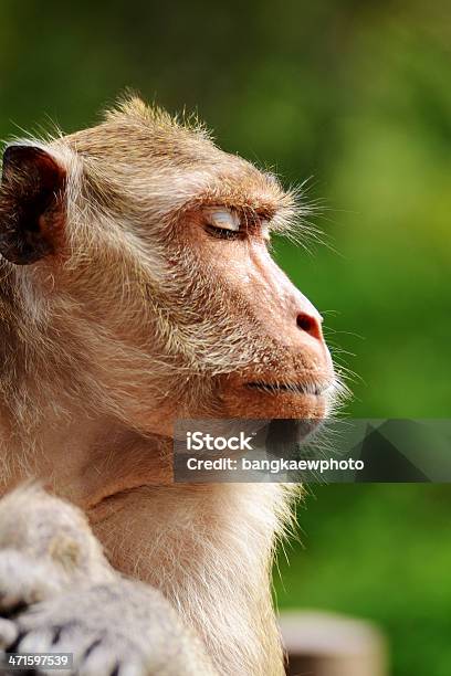 Foto de Retrato De Jovem Macaco Reso Macaco e mais fotos de stock de Animal - Animal, Animal selvagem, Contemplação