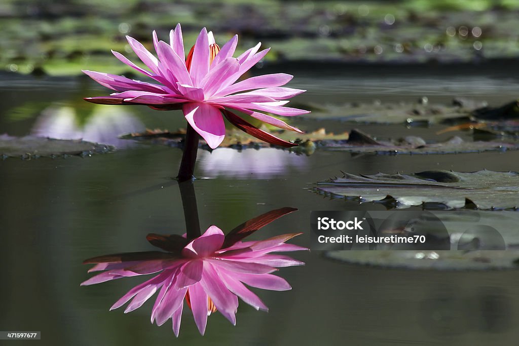Hermosa Flor De Loto Con Reflejo Foto de stock y más banco de imágenes de  Agua - Agua, Aire libre, Belleza de la naturaleza - iStock