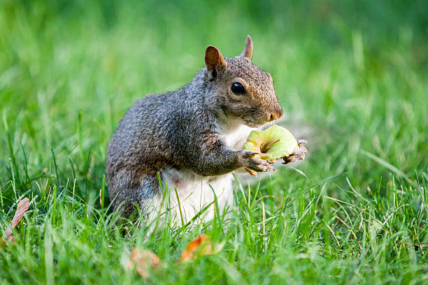 Squirrel Holding Apple stock photo