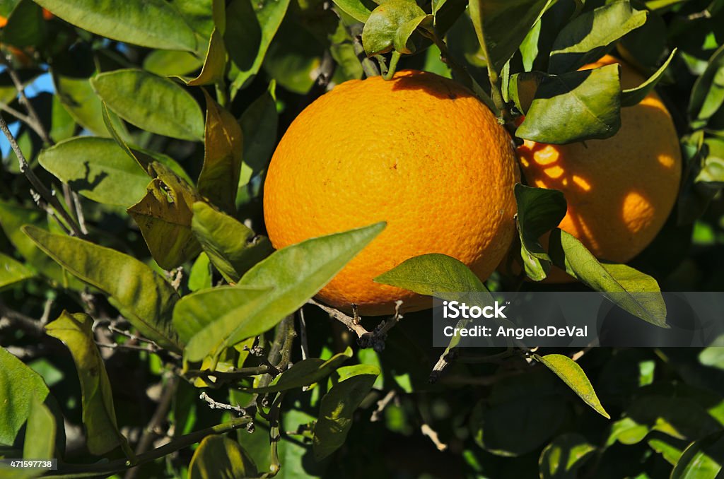 Oranges on the tree Oranges on the tree. Farming and agriculture 2015 Stock Photo