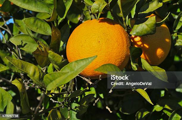 Oranges On The Tree Stock Photo - Download Image Now - 2015, Agriculture, Antioxidant