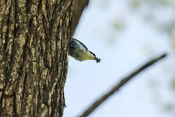 Nuthatch, Sitta europaea, single bird on tree stock photo