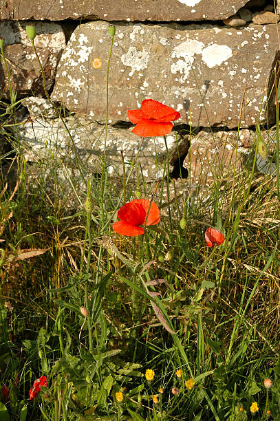 red poppies close to old wall stock photo