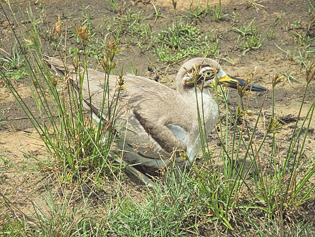 istock Great Stone Curlew, or 